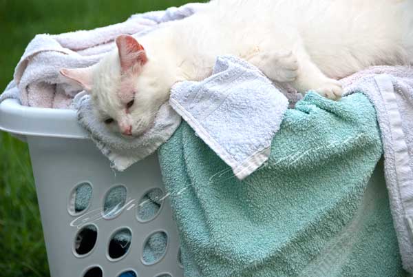 White cat lying on bath towels in a laundry basket.  Cat impersonating a bath towel.