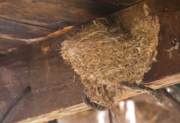 Barn swallow nest built on a wooden support beam in a shed or barn near an electrical wire