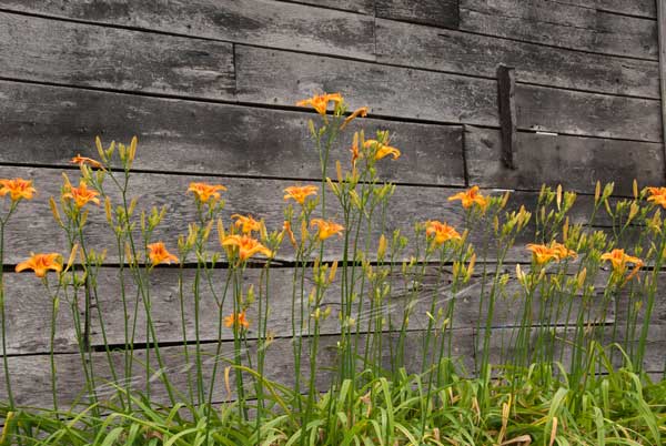Orange day lilies growing against a wooden shed wall