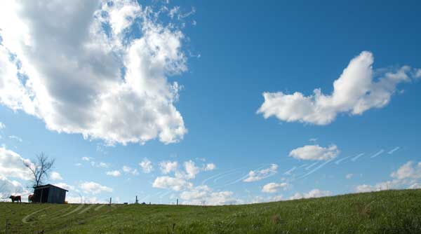 Cattle standing near a loafing shelter on an early spring day  Green grass Blue sky Copy area