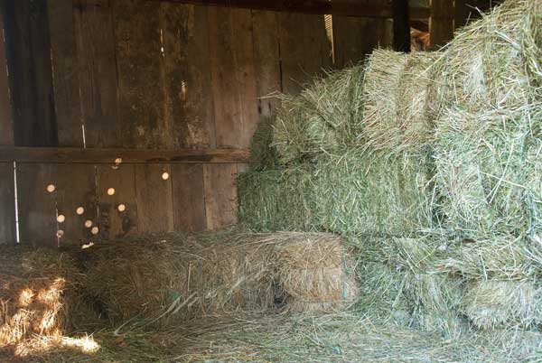 Square hay bales stacked in a hay shed with wooden board walls  Rustic wood boards