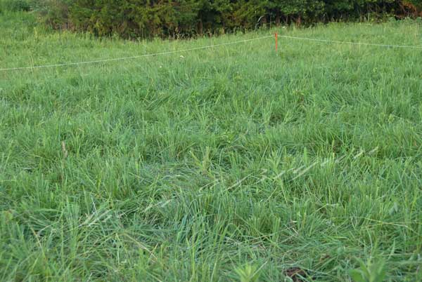 Management intensive grazing  Grazed pasture