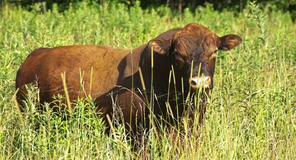 Purebred Red Angus bull standing in tall, weeds, pasture  Masculine Red Angus bull
