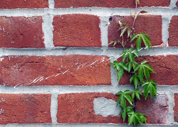 Virginia creeper vine on a brick wall.  