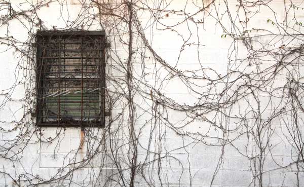 Vine covered white brick wall with a single window  Window with bars