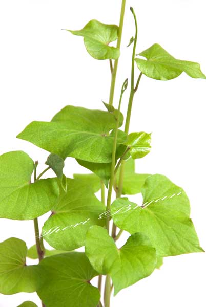 Sweet potato plant isolated on white