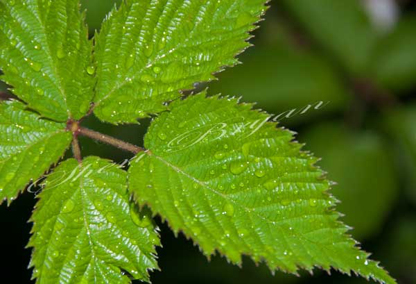 Rain water drops on blackberry leaves