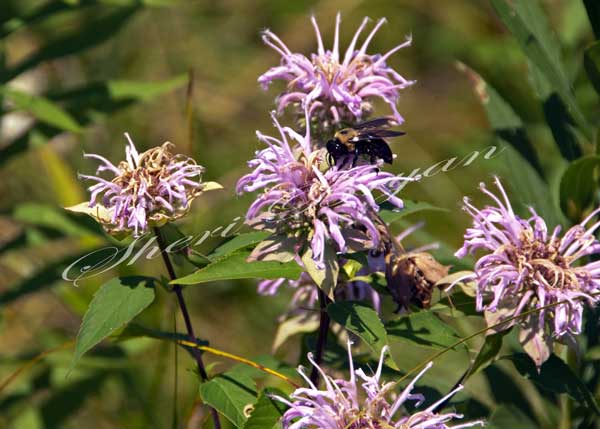 Common carpenter bee, Xylocopa virginca, collecting nectar from a wild bergamot plant