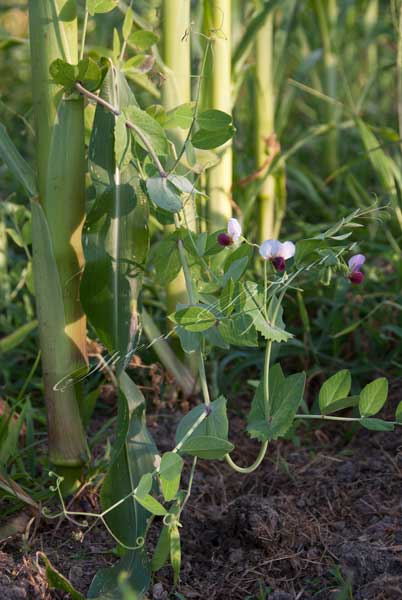 Pole bean plant growing up a corn stalk for support, gardening tip