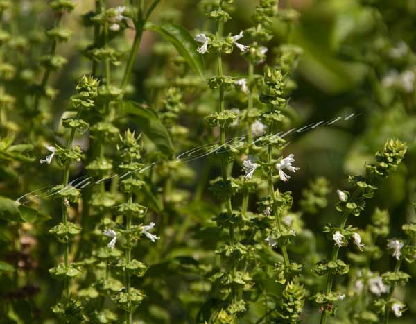 Blooming basil plant; Basil garden plant; White bloom