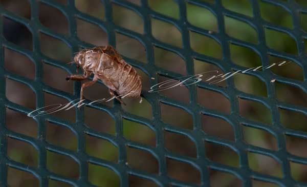 Cicada shell, Cicadidae, exoskeleton