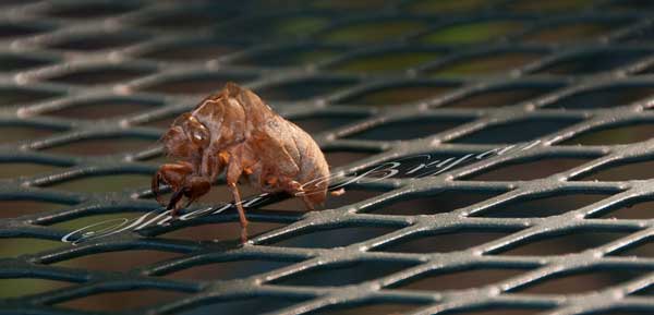 Cicada shell, Cicadidae, exoskeleton