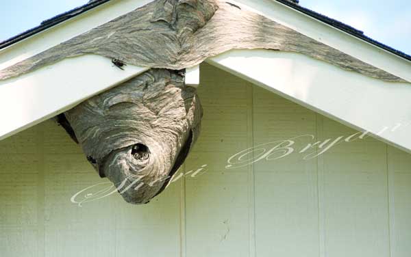 Bald-faced hornet nest on a shed Wasp family Paper nest  Stinging insect  Dangerous insect