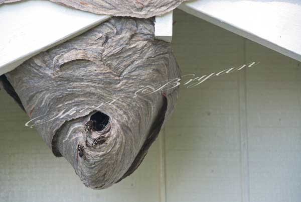 Bald-faced hornet nest on a shed Wasp family Paper nest  Stinging insect  Dangerous insect
