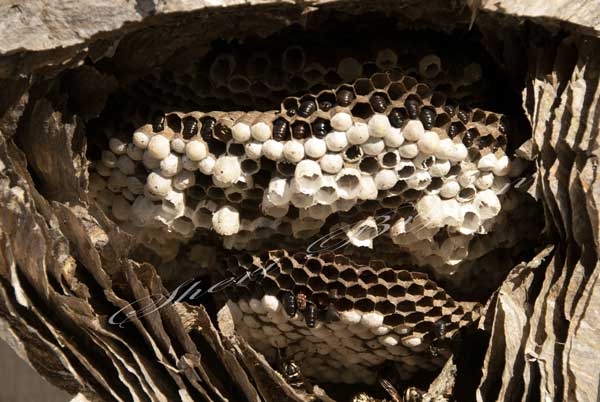 Bald-faced hornet nest on a shed Wasp family Paper nest  Stinging insect  Dangerous insect