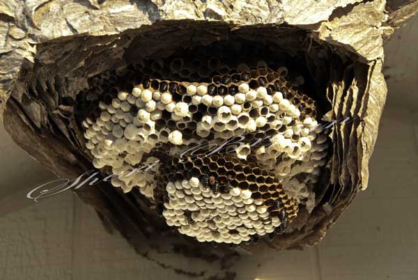Bald-faced hornet nest on a shed Wasp family Paper nest  Stinging insect  Dangerous insect