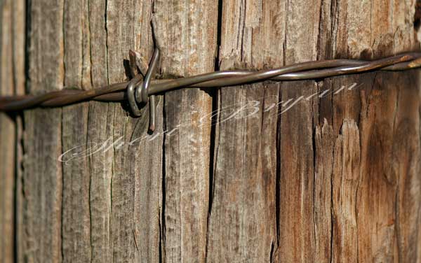 Barbed wire fence wrapped around a wooden post, Barb