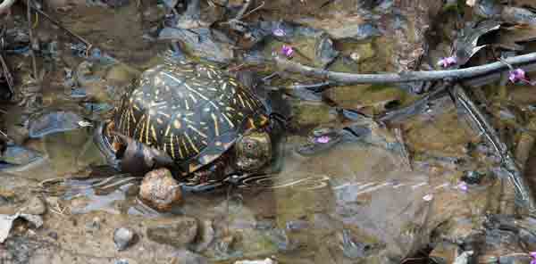 Ornate Box Turtle in a wet creek bed, Terrapene ornata ornata, Yellow markings with domed upper shell