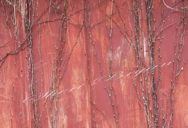 Virginia Creeper vine growing up a metal shed building; Parthenocissus quinquefolia; Dormant vine. Red metal shed
