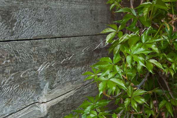 Virginia Creeper vine growing up an old weathered wooden shed, Green plant, Parthenocissus quinquefolia, Ornamental vine