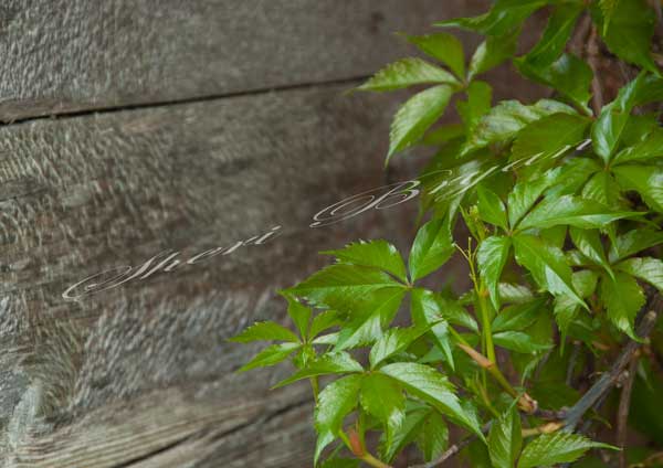 Virginia Creeper vine growing up an old weathered wooden shed, Green plant, Parthenocissus quinquefolia, Ornamental vine