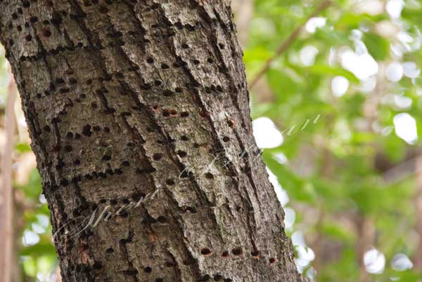 Sap well of a Yellow-bellied Sapsucker, Tiny holes drilled by a Yellow-bellied Sapsucker, Tree damage