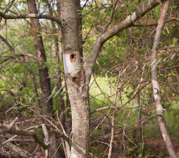 Woodpecker nesting hole in a tree, Woods, Tree damage
