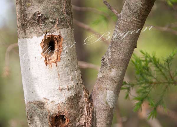 Woodpecker nesting hole in a tree, Woods, Tree damage
