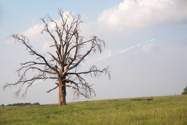 Lone dead tree standing in a green pasture; Diseased tree; Bare tree; Dead branches. Livestock hazard