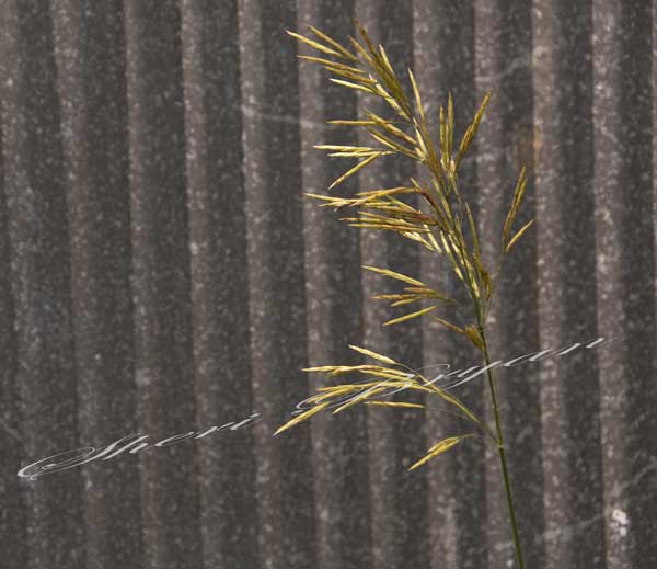 Smooth bromegrass growing beside a tin shed building 