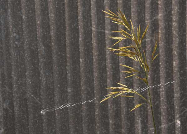 Smooth bromegrass growing beside a tin shed building 