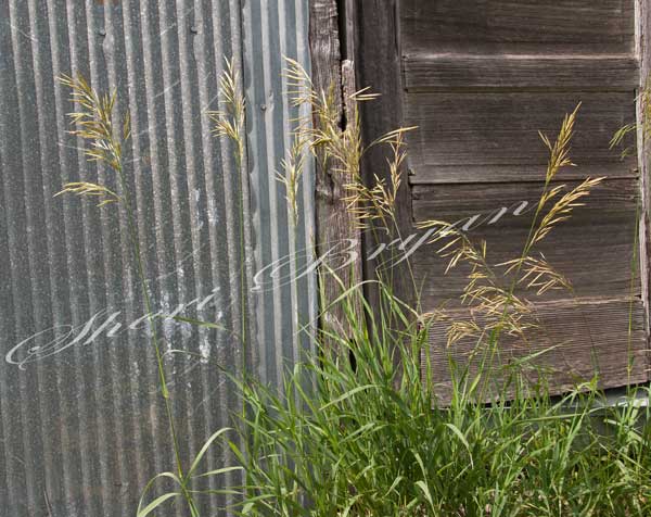 Smooth bromegrass growing beside a tin shed building with a weathered wooden door