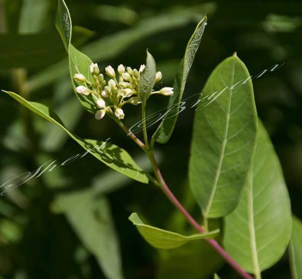 Apocynum cannabinum L. – Indianhemp, White bloom, Poisonous pasture plant, Poisonous to cattle