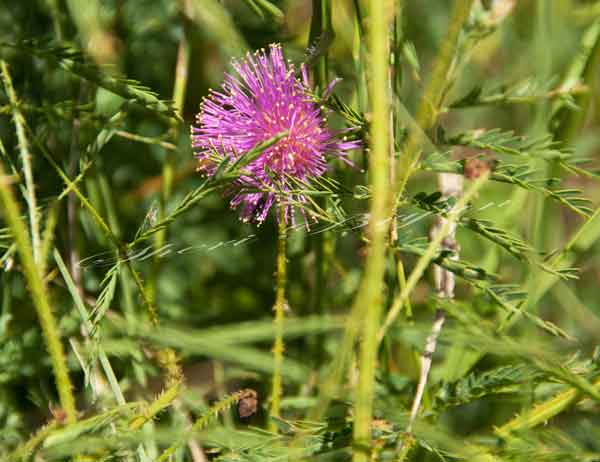 Sensitive Briar; Mimosa quadrivalvis; Schrankia nuttallii; Catclaw Sensitive Briar; Devil's Shoestrings; Trailing or creeping perennial in dry areas; Covered by hooked barbs, Pasture plant