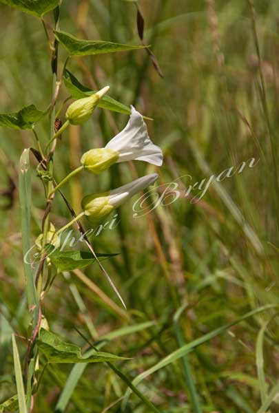 Hedge Bindweed vine, White bloom, Calystegia sepium, Perennial herbaceous vine, Creeping climbing vine