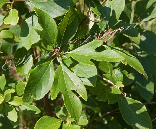 Sassafras tree leaf, mitten shape leaf, lobed leaves, aromatic foliage, pasture plant eaten by cattle, Sassafras albidum