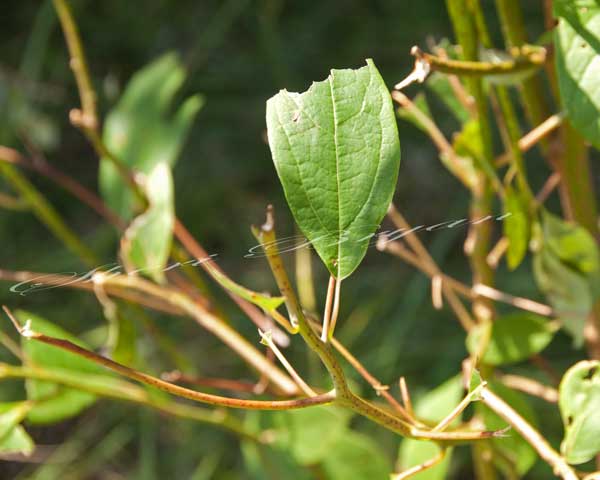 Sassafras tree leaf, aromatic foliage, pasture plant eaten by cattle, Sassafras albidum