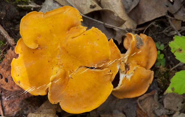 Orange Smooth Chanterelle, Cantharellaceae fungi growing in Missouri woods