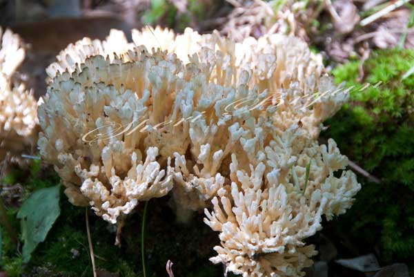 White Jellied False Coral fungi growing in Missouri woods, Tremellodendron pallidum, Exidiaceae