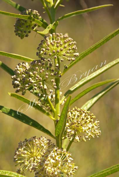 Prairie Milkweed (Tall Green Milkweed), Apocynaceae, Milky sap, Clustered flowers, Poisonous pasture plant