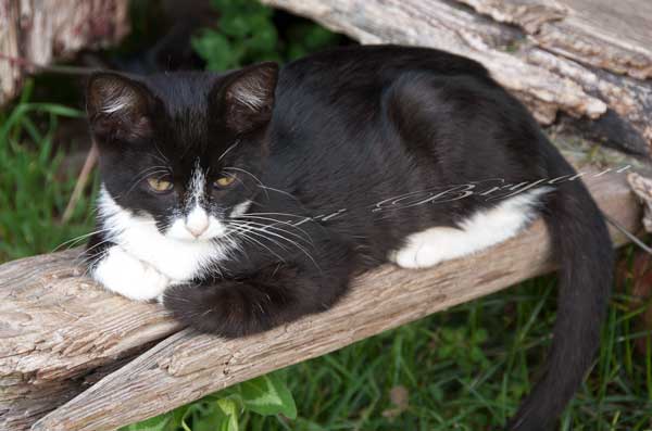 Outside black and white cat laying on a board, Farm cat