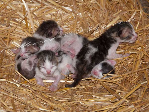 Baby kittens laying in straw  New kittens with eyes still closed Pile of baby kittens Cute kittens