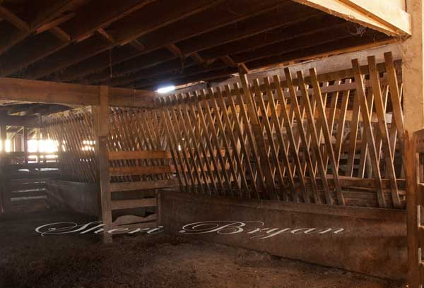 Wooden Hay Feed Bunk In A Barn Livestock Image 3909 Sheri Bryan