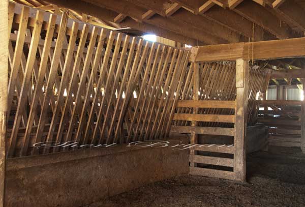 Wooden Hay Feed Bunk In A Barn Livestock Image 3914 Sheri Bryan